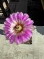 Preview: Echinocereus reichenbachii ssp caespitosus
